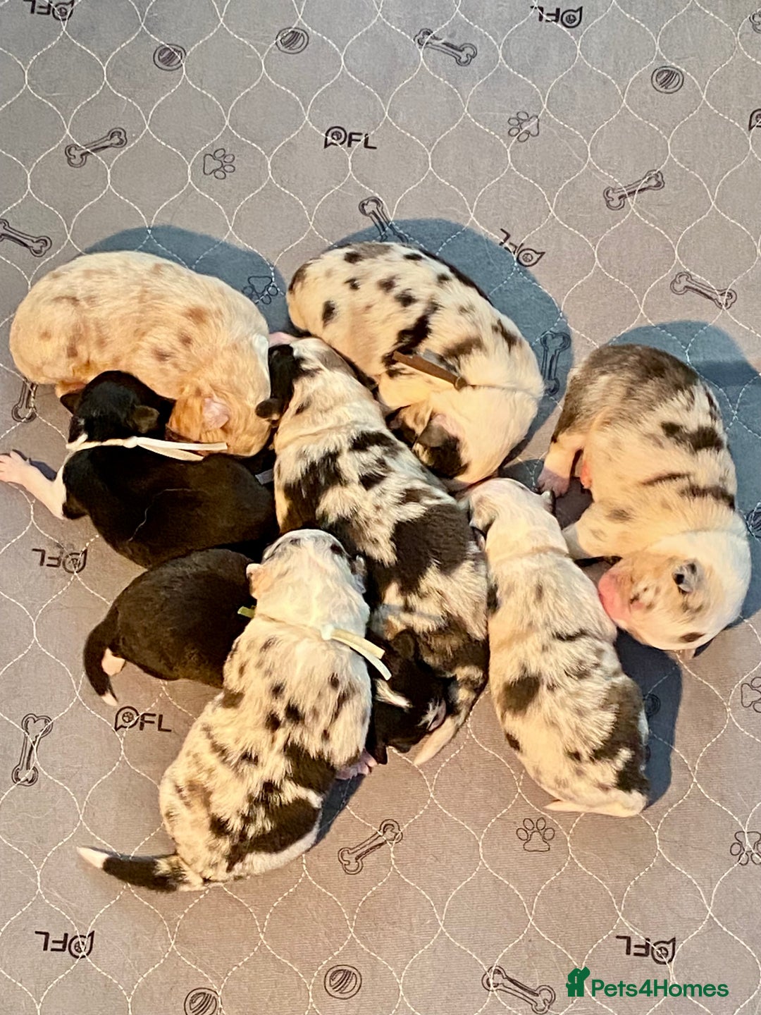 Australian Shepherd dogs for sale: Miss Julie Duckworth - Image 1