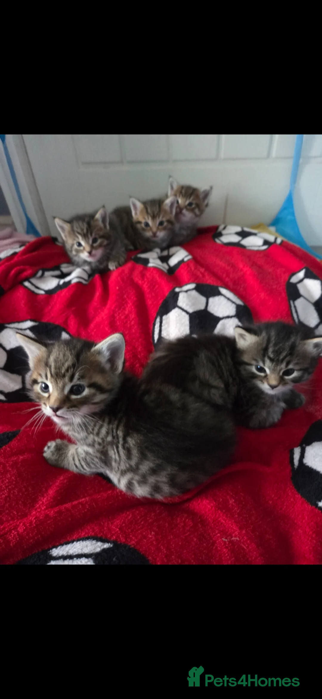 Mixed Breed cats for sale: Tabby Maine Coone kitten - Advert 2