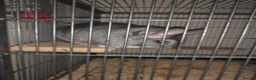 Chinchilla rodents for sale: 2 male Chinchillas ( brought as males) - Advert 6