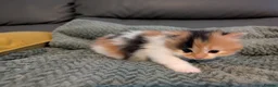 Mixed Breed cats for sale: Adorable kittens looking for forever home  in Pershore - Advert 33