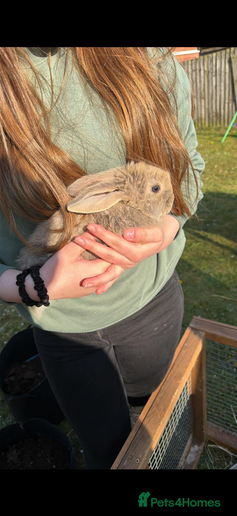 French Lop rabbits Giant French lop babies - Advert 5