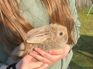 French Lop rabbits Giant French lop babies - Advert 5
