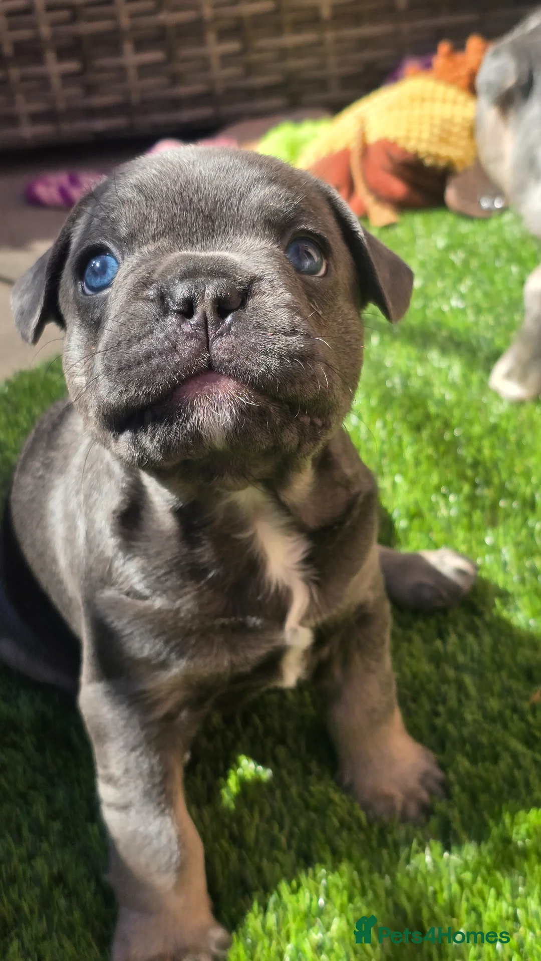 French Bulldog dogs for sale: 🔥 Stunning French Bulldog Puppies 🔥 - Advert 2