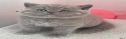 British Shorthair cats for stud: Champion 🏆 BSH stud  - Advert 10