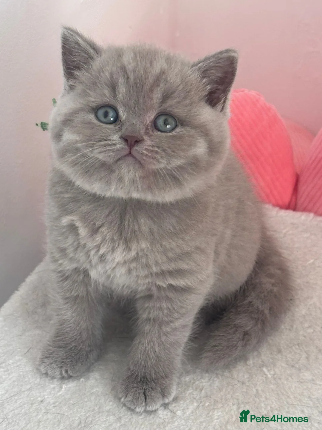 British Shorthair cats for stud: Champion 🏆 BSH stud  - Advert 10