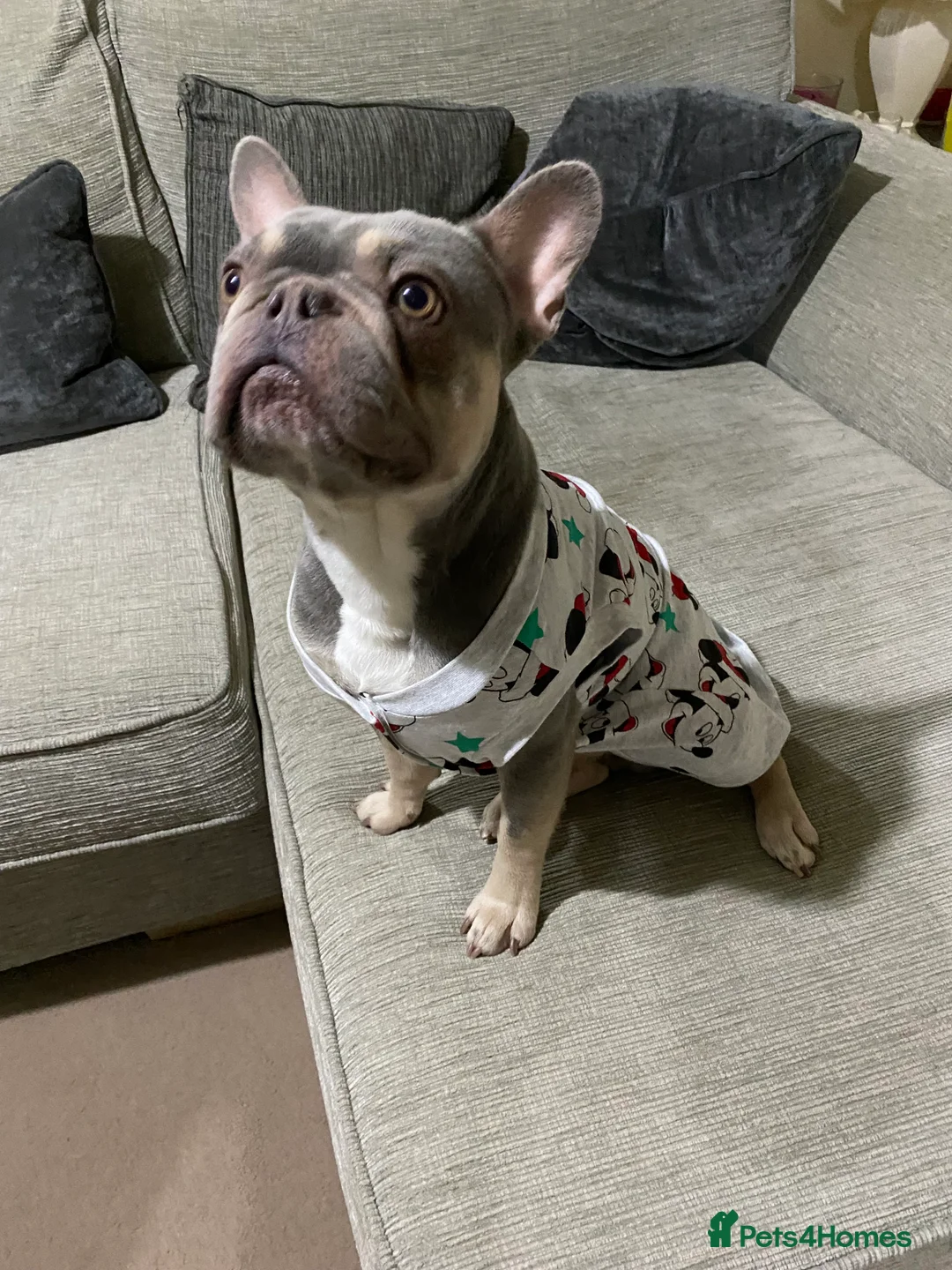 Gallery Image {{count}}