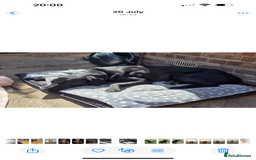 Labrador Retriever dogs for sale: Male Labrador  - Image 3