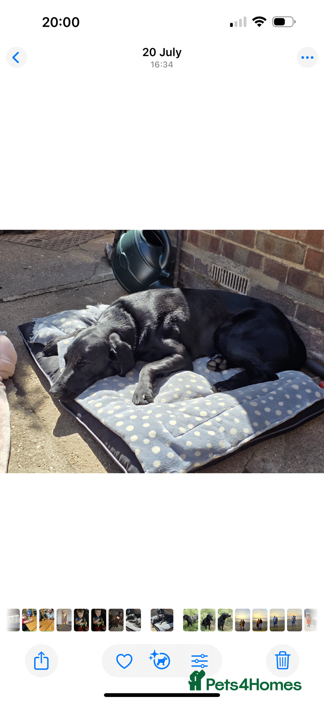 Labrador Retriever dogs for sale: Male Labrador  - Image 3