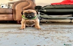 Mixed Breed dogs for sale: F1 bullherder puppies  - Image 7