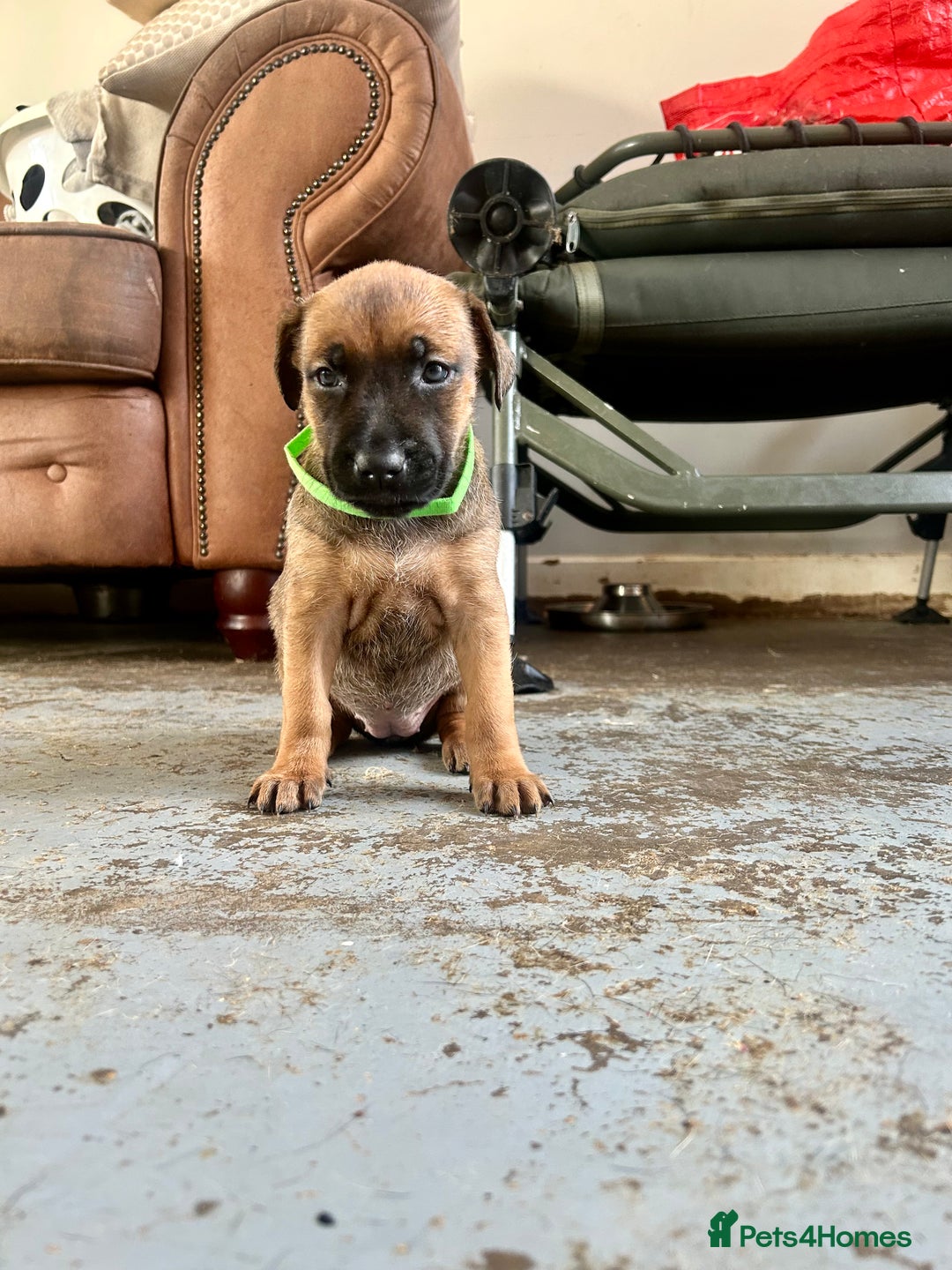 Mixed Breed dogs for sale: F1 bullherder puppies  - Image 7