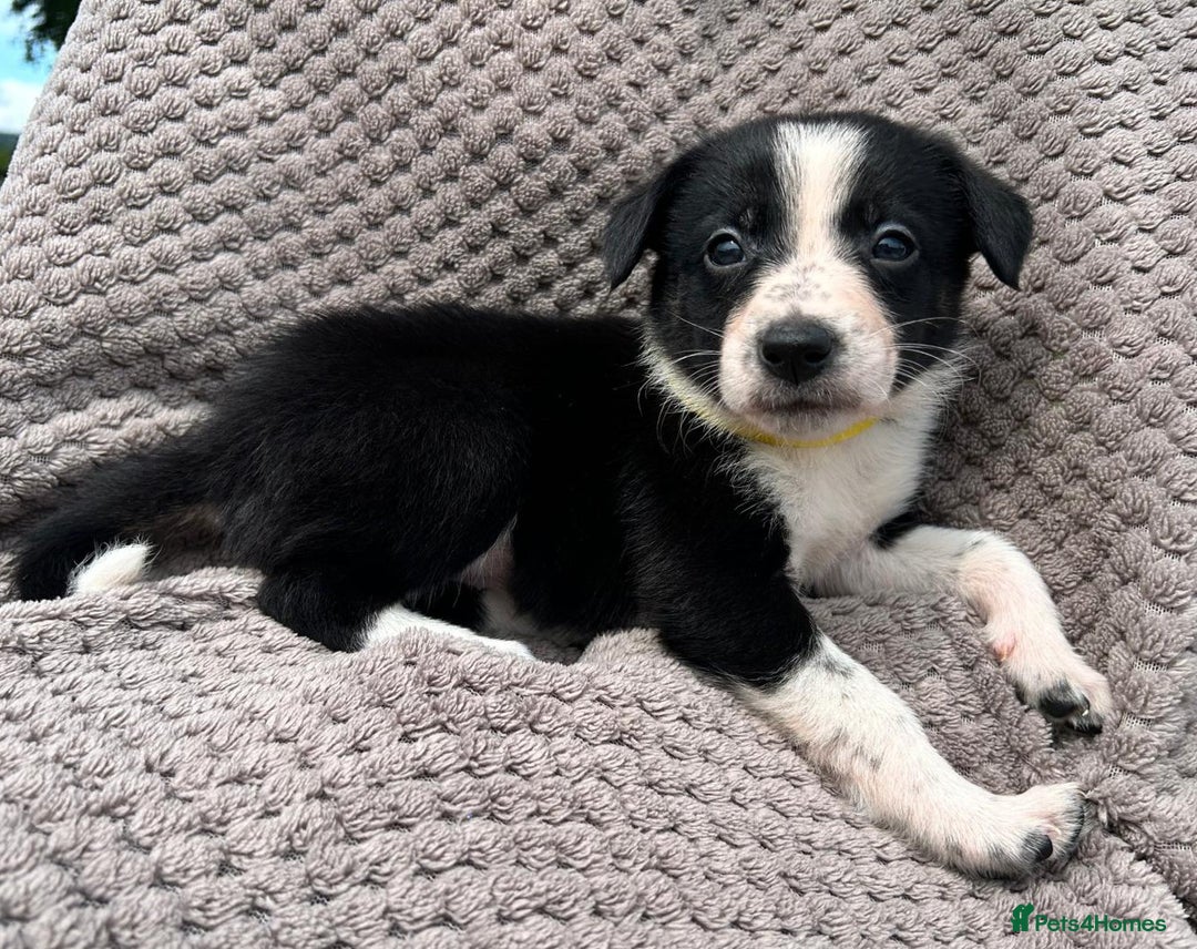 Border Collie dogs for sale: Border Collie Puppies for sale - Image 10