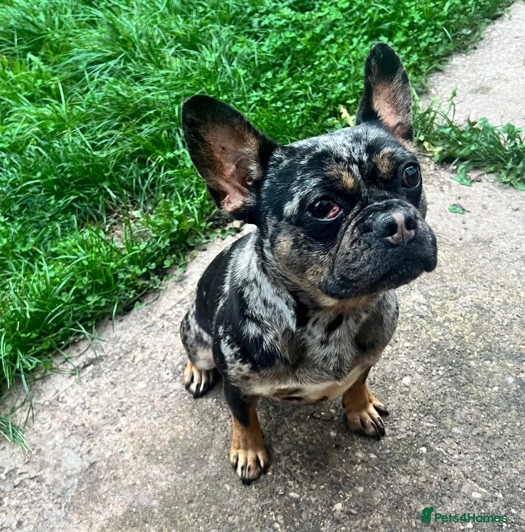 Mixed Breed dogs for sale: Frenchie For Sale - Advert 1