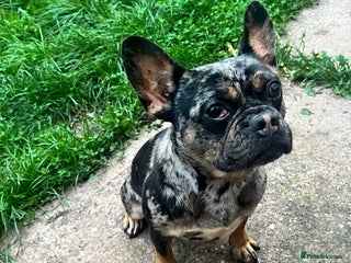 Mixed Breed dogs Frenchie For Sale - Advert 3