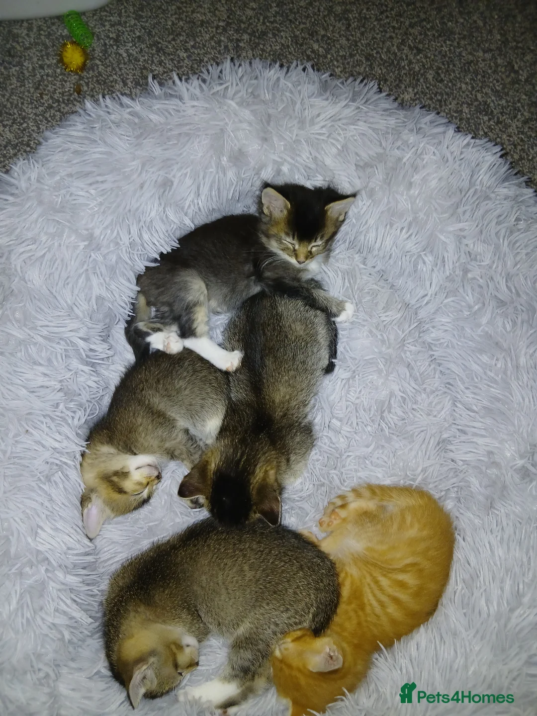 British Shorthair cats for sale: Kittens - Advert 2