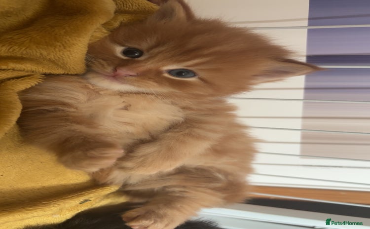 Maine Coon cats - Advert 4