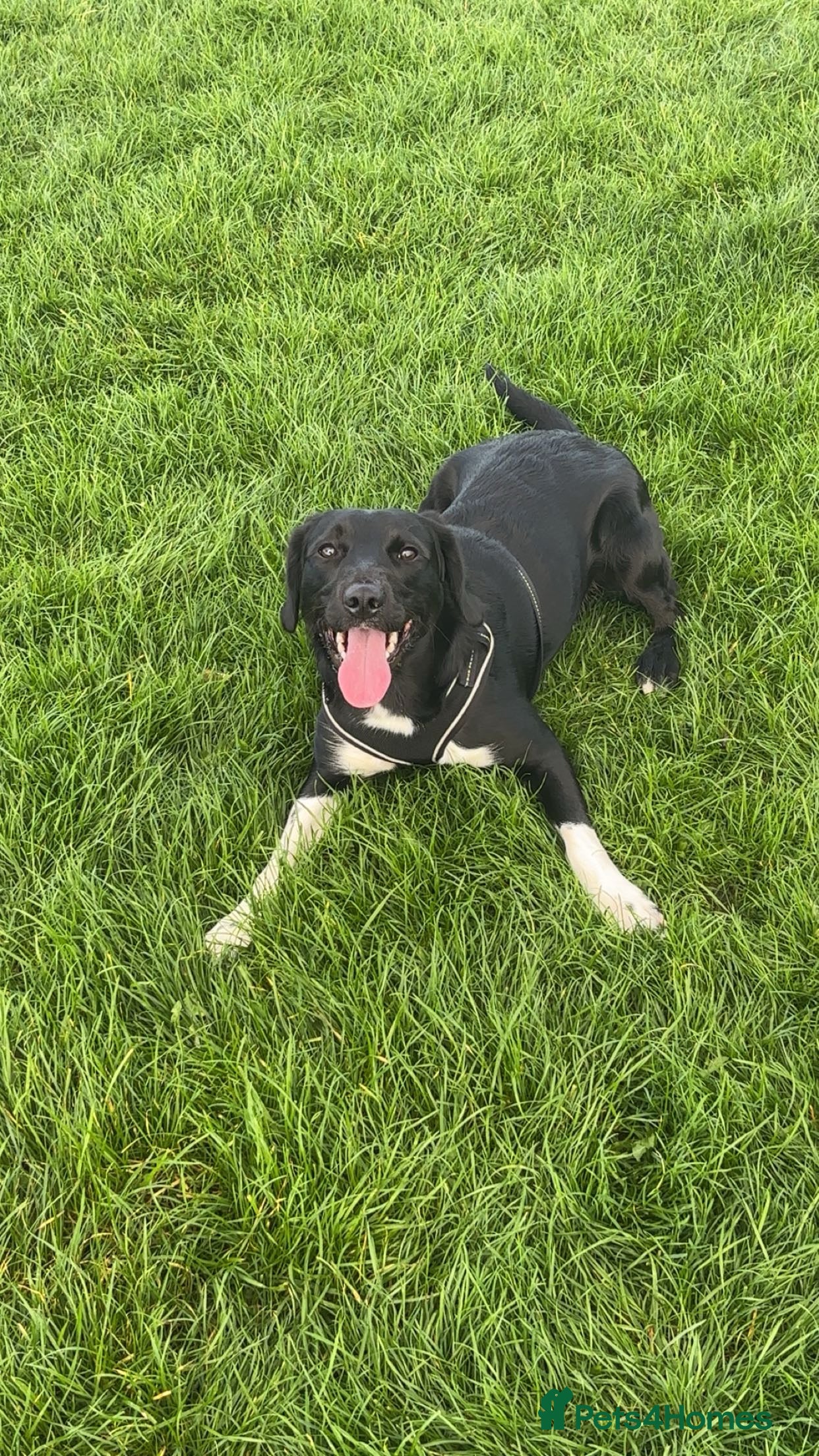 Sprollie dogs Rocket - Advert 1