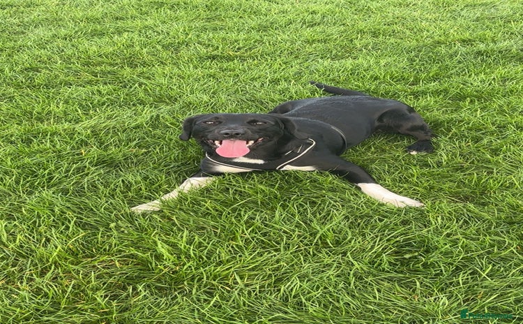 Sprollie dogs - Advert 5