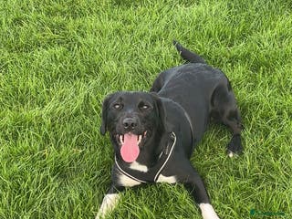 Sprollie dogs Rocket - Advert 2