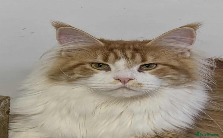 Maine Coon cats - Advert 7