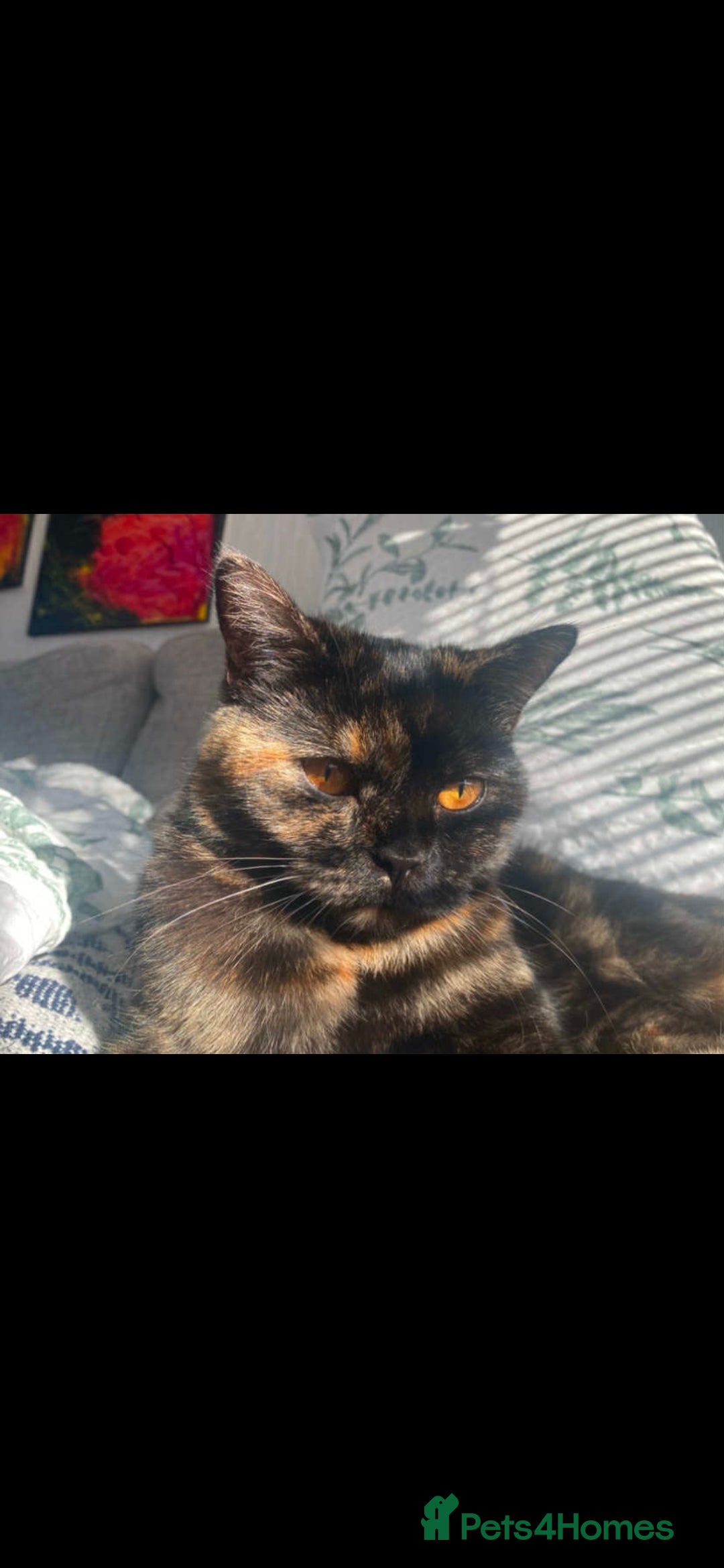 British Shorthair cats for sale: Our wonderful Geto ❤️  - Advert 1