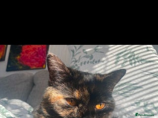 British Shorthair cats Our wonderful Geto ❤️ - Advert 1