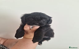 Shihpoo dogs for sale: Shihpoo puppies for sale - Image 5
