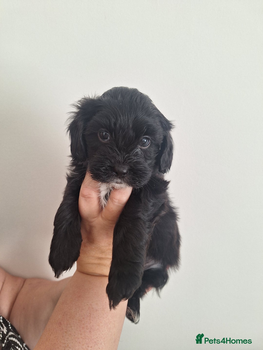 Shihpoo dogs for sale: Shihpoo puppies for sale - Image 5