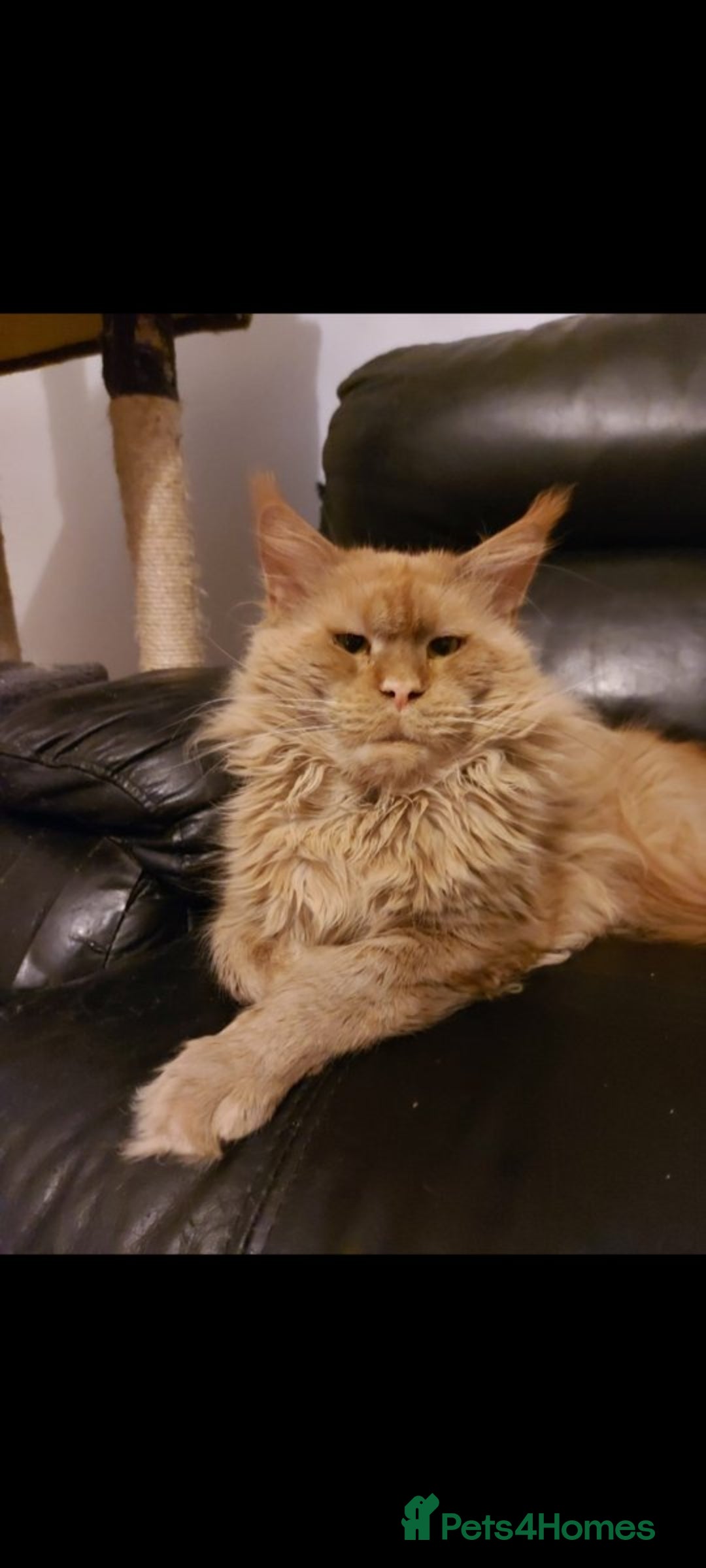 Mixed Breed cats for sale: Maine coon x sphynx boys - Advert 9