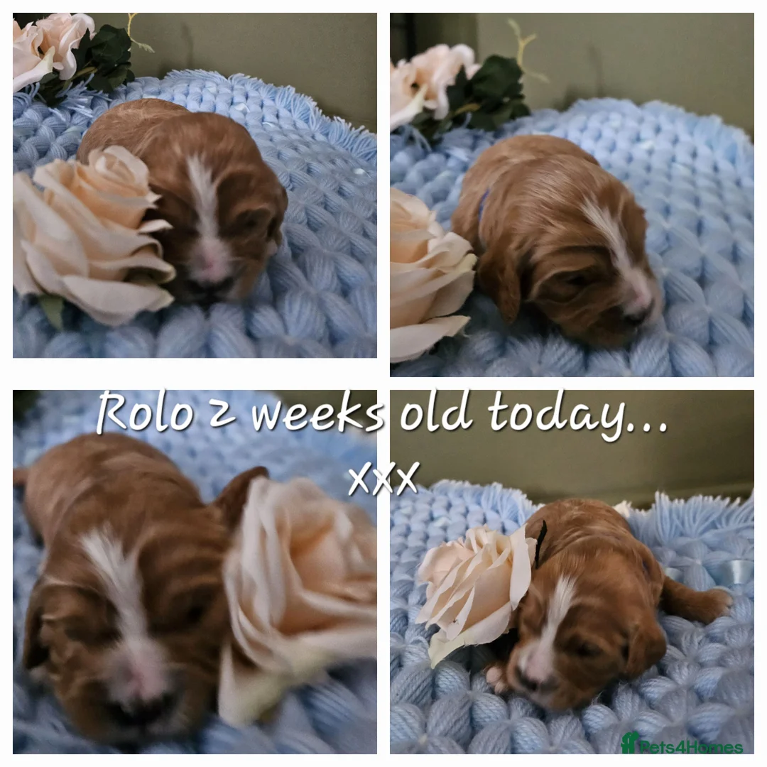 Toy Poodle dogs for stud:  stud toy poodle, KC reg and DNA tested and clear in Gloucester - Advert 35