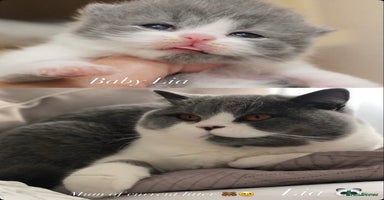 British Shorthair cats - Advert 14