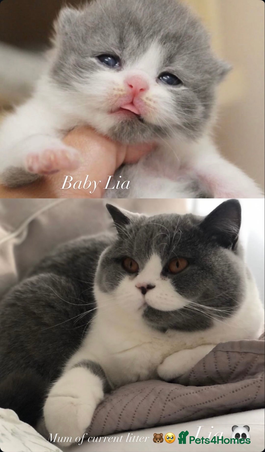 British Shorthair cats for sale: British shorthair-TICA pedigree,champion bloodline - Image 4