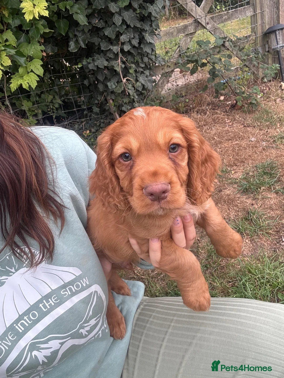 Cocker Spaniel dogs for sale: Working Cocker Spaniel Puppies - Advert 13