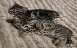 American Shorthair cats for sale: 2 adorable kittens for sale - Advert 3