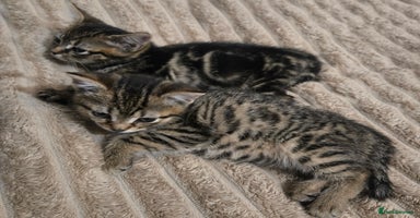 American Shorthair cats 2 adorable kittens for sale - Advert 14