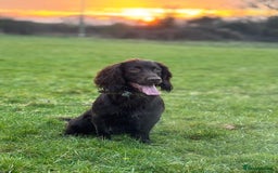 Cocker Spaniel dogs for stud: Working Chocolate Cocker Spaniel for Stud  - Image 1