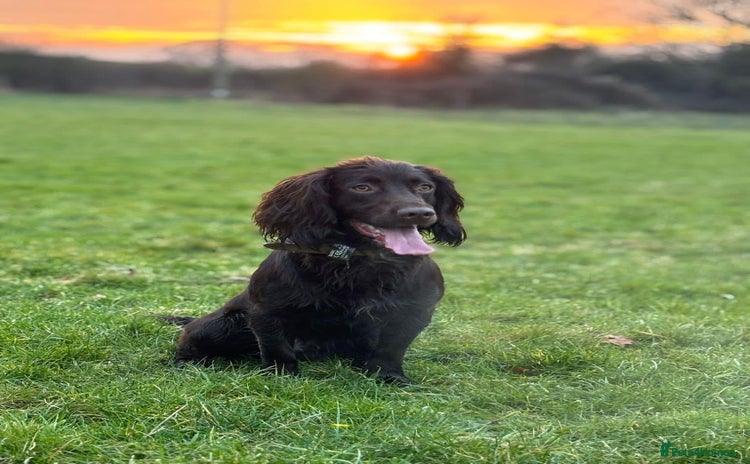 Cocker Spaniel dogs - Advert 11