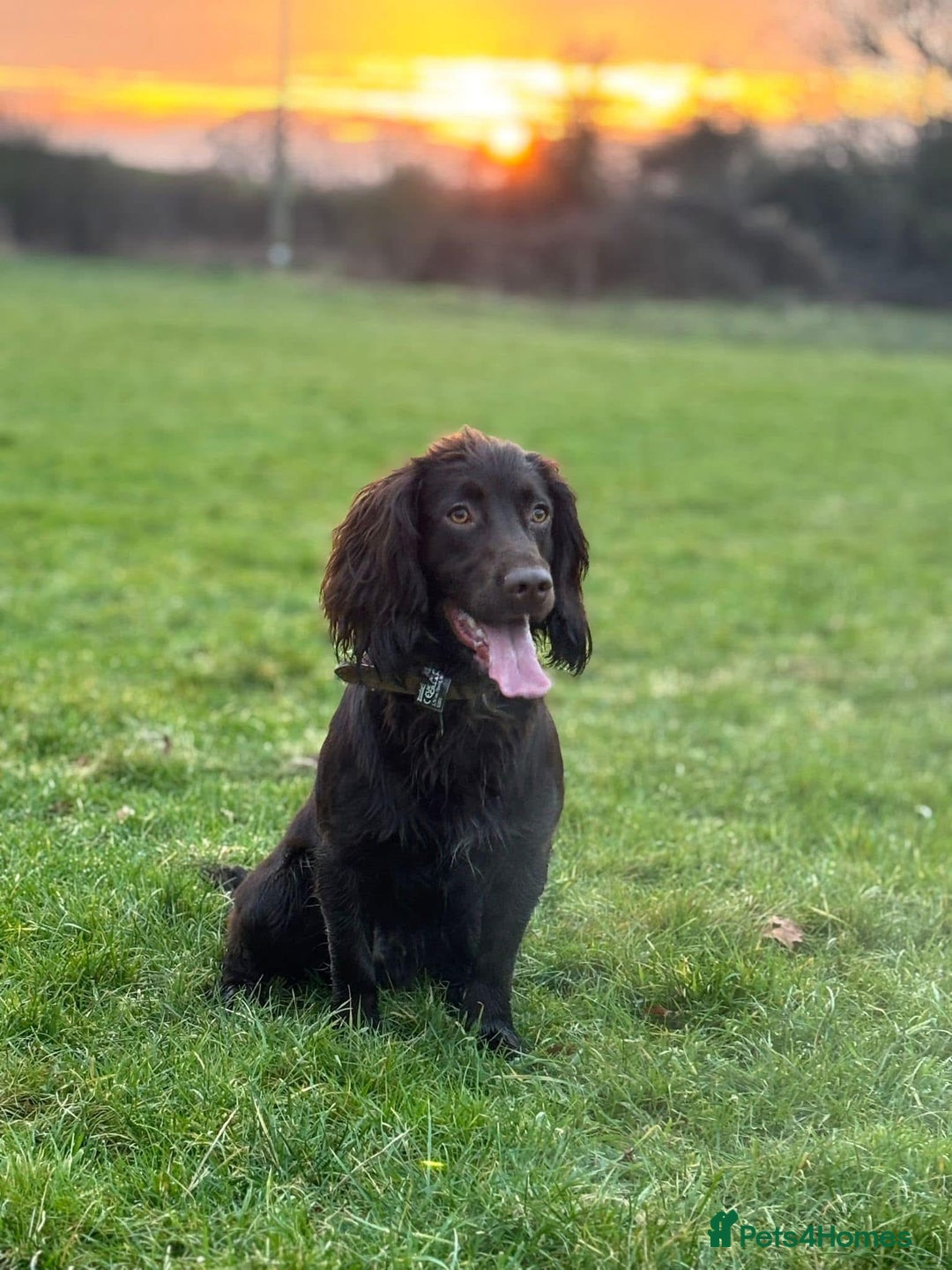 Cocker Spaniel dogs for stud: Working Chocolate Cocker Spaniel for Stud  - Image 1