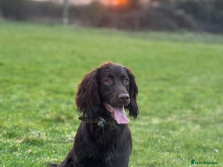 Cocker Spaniel dogs - Advert 38