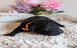 Cockapoo dogs for sale: Toy cockerpoo  - Advert 7