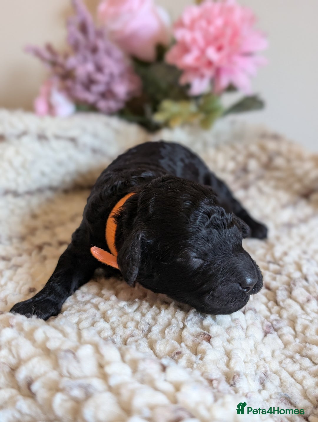 Cockapoo dogs for sale: Toy cockerpoo  - Advert 7