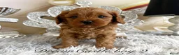 Cavapoo dogs for sale: Asian teddy poodle dad tiny Cavapoo puppies - Advert 11