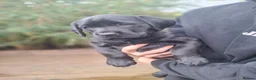 Labrador Retriever dogs for sale: 4 beautiful labrador puppies 1 dog ,3 bitches - Advert 18