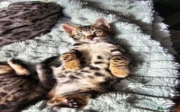 Bengal cats for sale: 3 HIGH QUALITY, PURE BLOODLINE BENGAL KITTENS  - Image 8