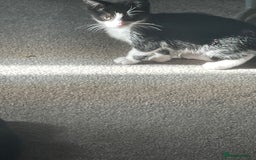 Mixed Breed cats for sale:  mixed breed  - Image 1