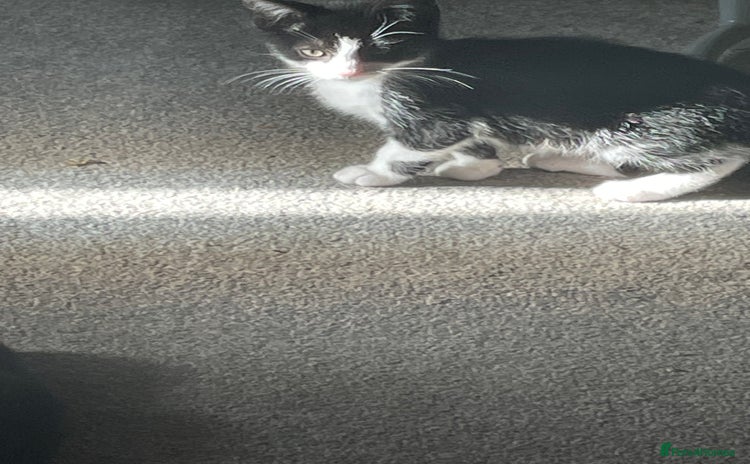 Mixed Breed cats - Advert 11