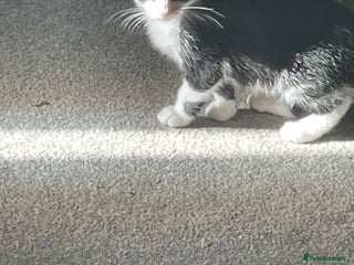 Mixed Breed cats - Advert 35