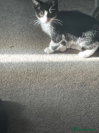 Mixed Breed cats - Advert 15