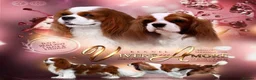 Cavalier King Charles Spaniel dogs for stud: Beautiful extensively health tested Cavalier Stud  in Wisbech - Advert 4