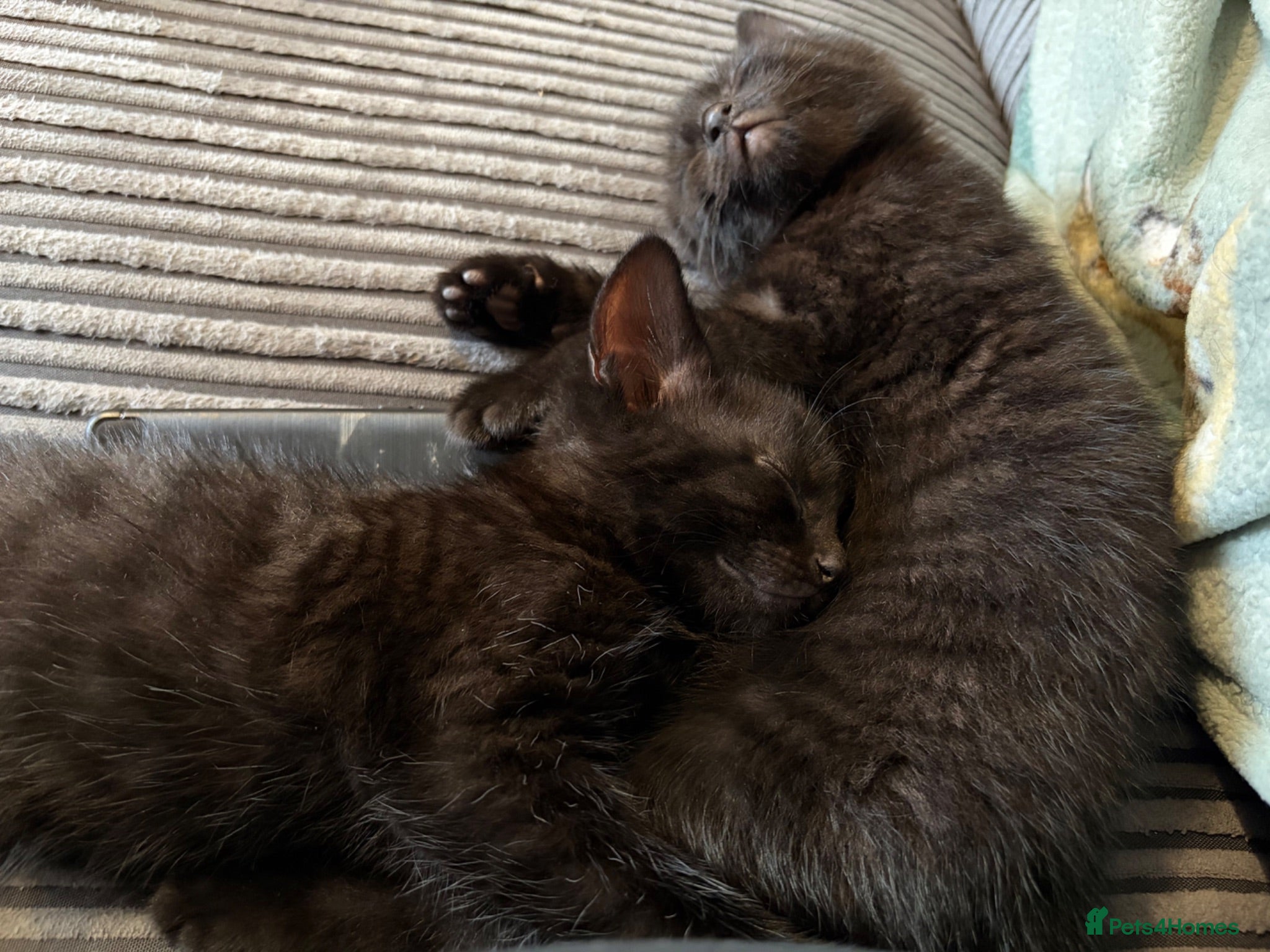 Mixed Breed cats Black kittens with Ghost stripes  - Advert 16