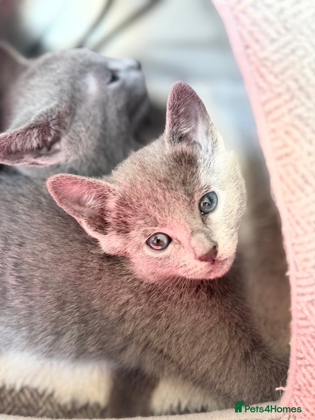 Russian Blue cats for sale: American lines Russian Blue Kittens. - Image 18